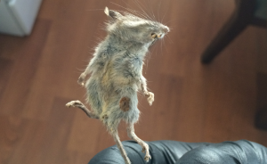 Dead mouse held by gloved hand
