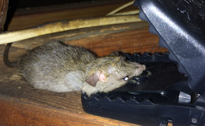 Mouse caught in black plastic snap trap
