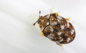 Speckled beetle covered in yellow pollen
