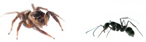 Jumping spider and ant on white background