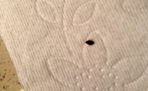 Small dark insect on white paper towel