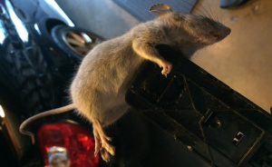 Baby opossum clinging to car part