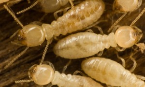 Close-up of pale termites on wooden surface