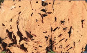 Cross-section of insect-damaged tree trunk