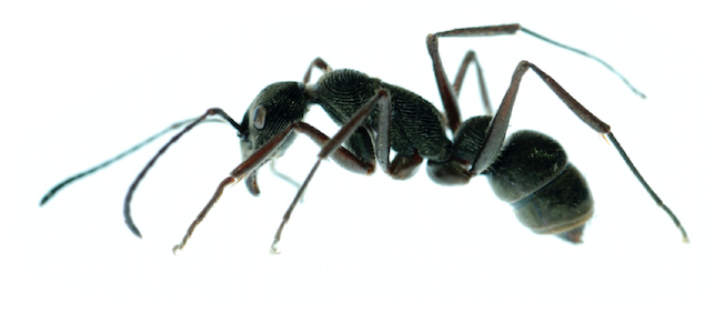 ants summer