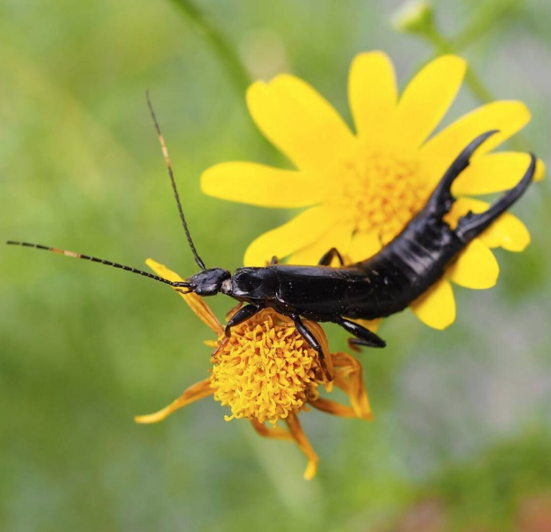 Corona Del Mar, CA - Preferred Pest Control OC