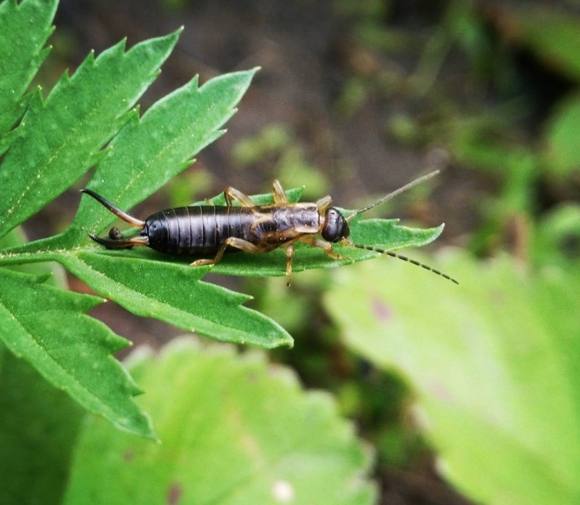 Pest Control Orange County, CA - Preferred Pest Control