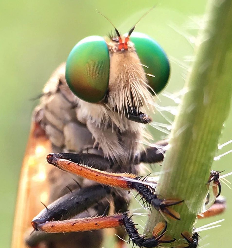 Ant removal in Santa Ana - Preferred Pest Control