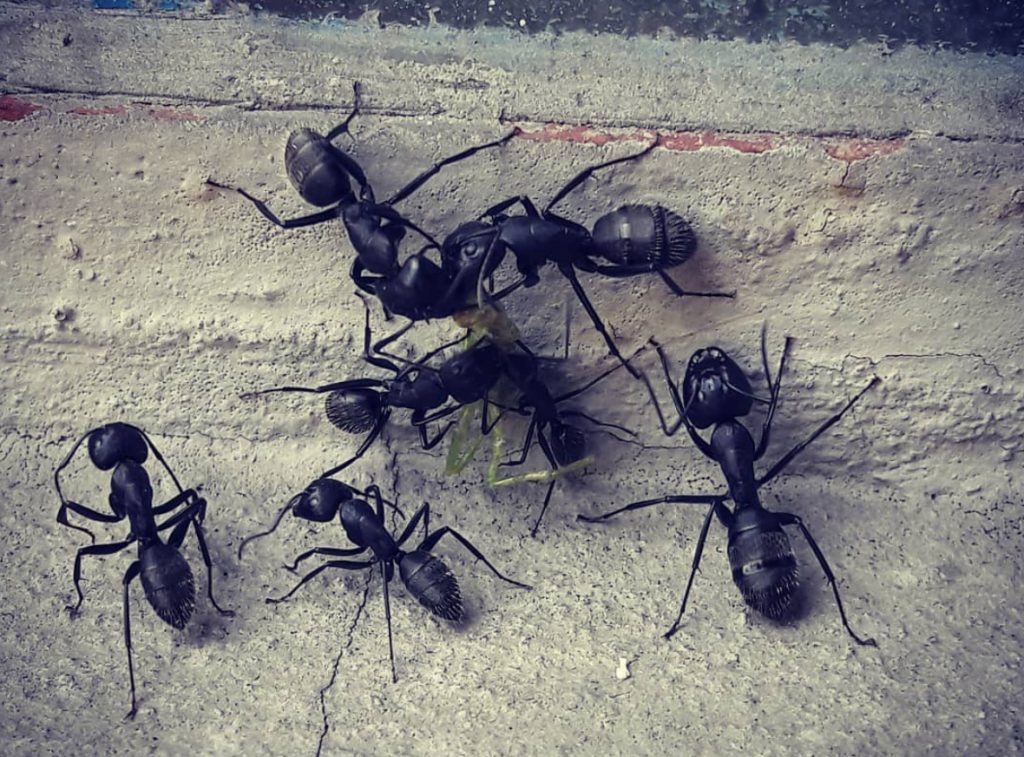 Ant Prevention in Santa Ana - Preferred Pest Control