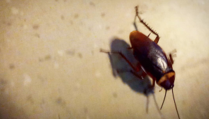 roaches Orange County