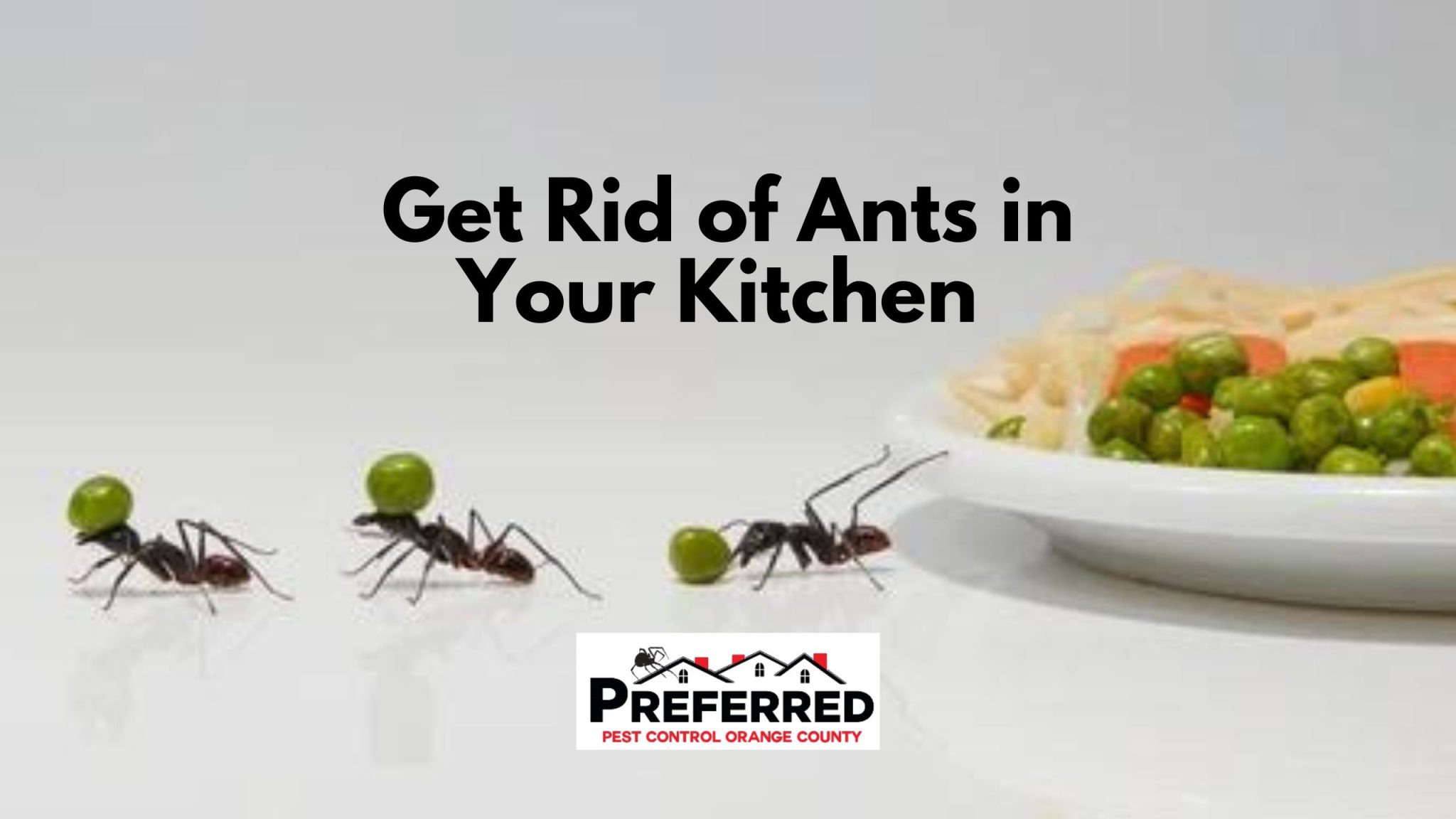 Ants In Kitchen 2048x1152 