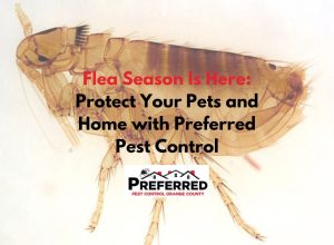 Flea close-up with pest control advertisement