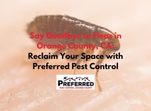 Close-up flea on skin with pest ad