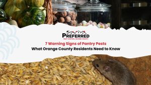 Mouse feeding on stored grain in pantry