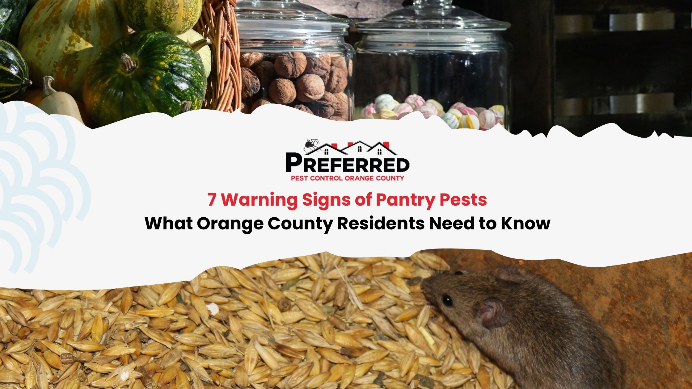Mouse feeding on stored grain in pantry