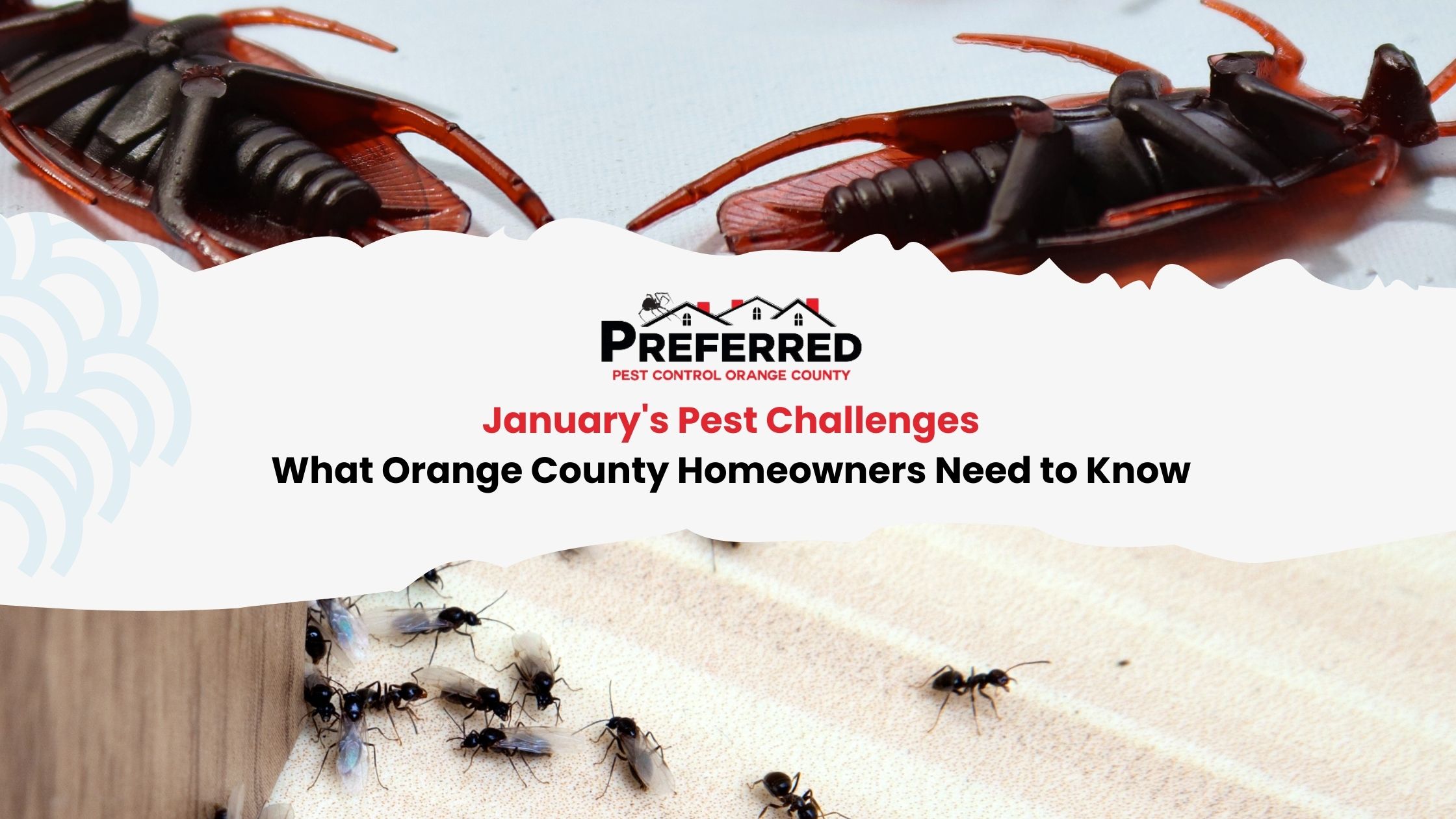Cockroaches and ants on pest control flyer