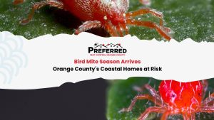 Close-up of red bird mite on leaf