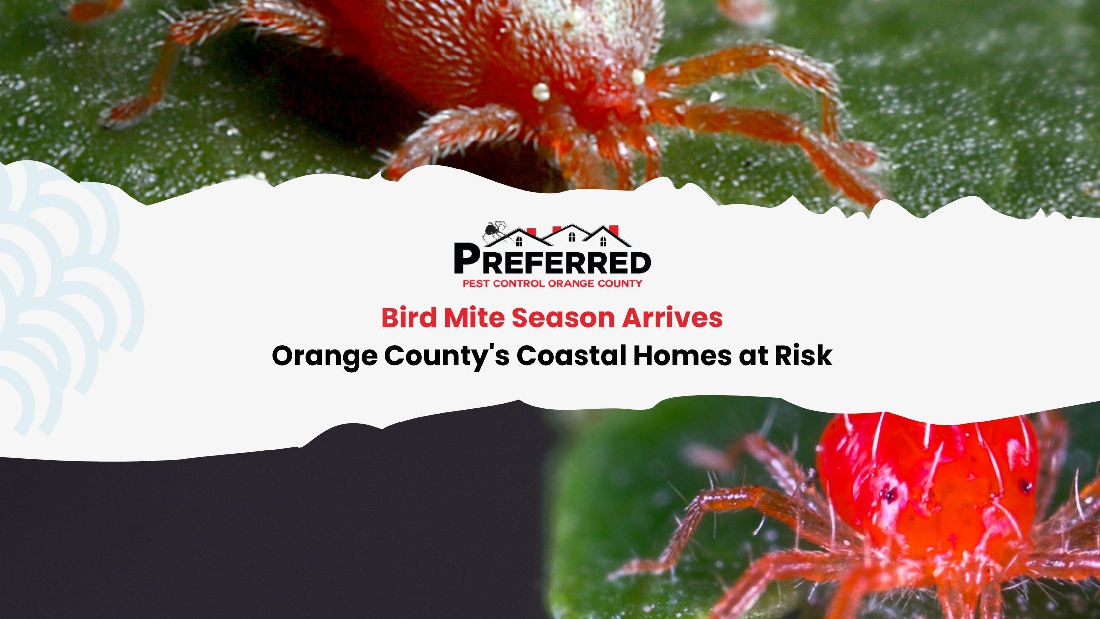 Close-up of red bird mite on leaf