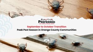 Beetles on wooden surface near pest control header