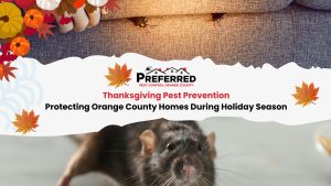 Rat peeking under couch with roaches