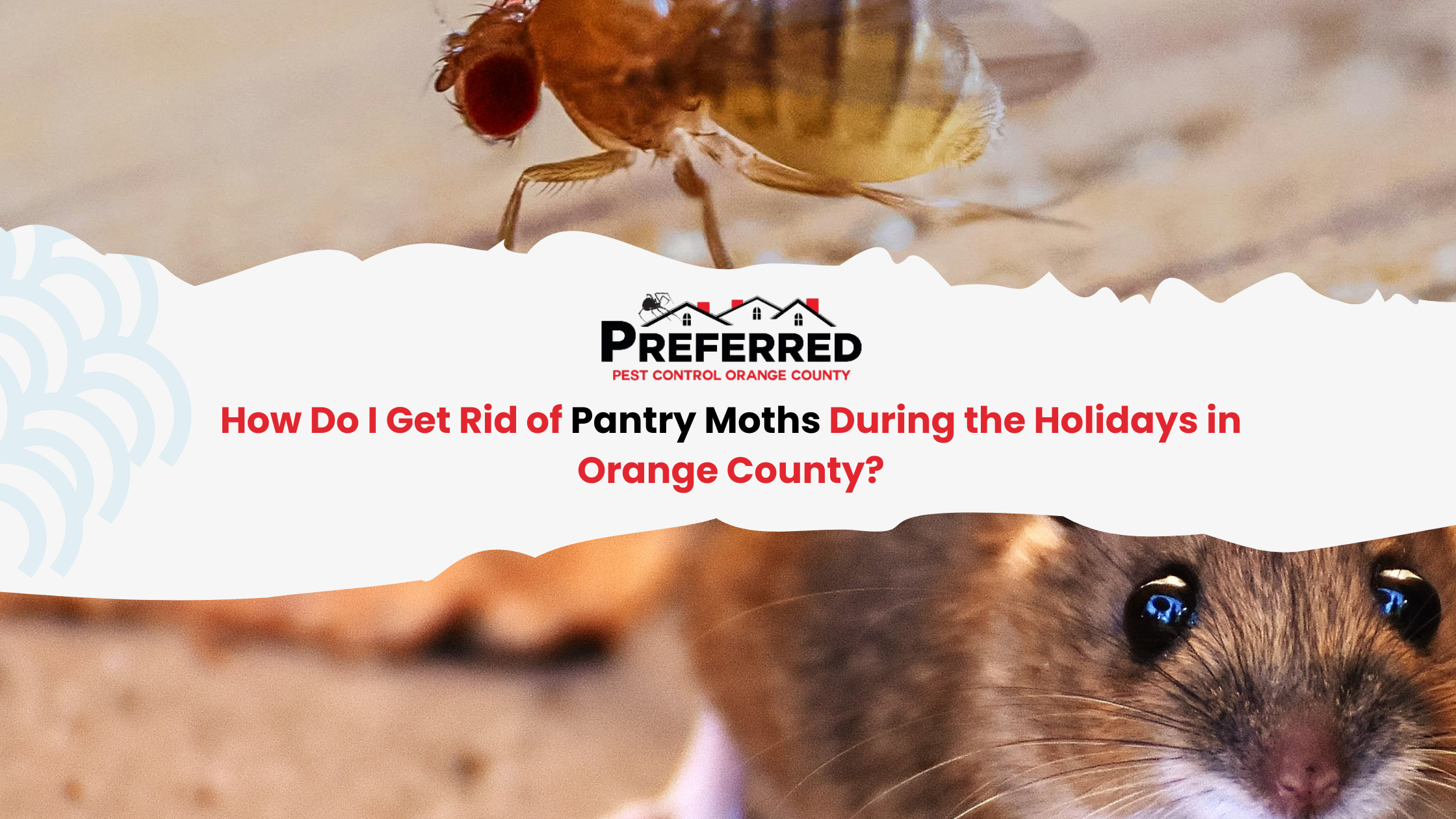 Pantry moths header with mouse closeup