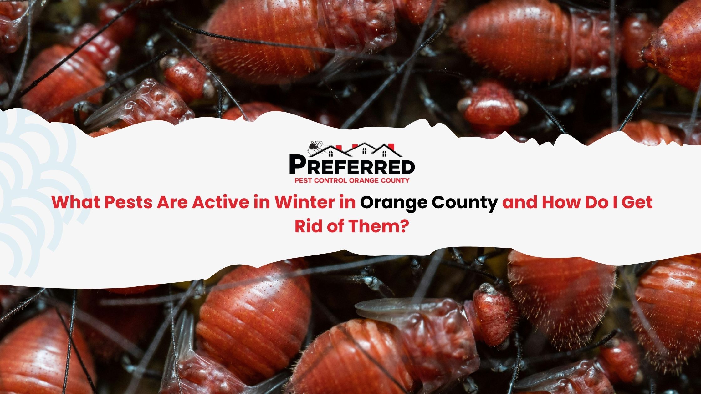 Close-up red insects with pest control banner