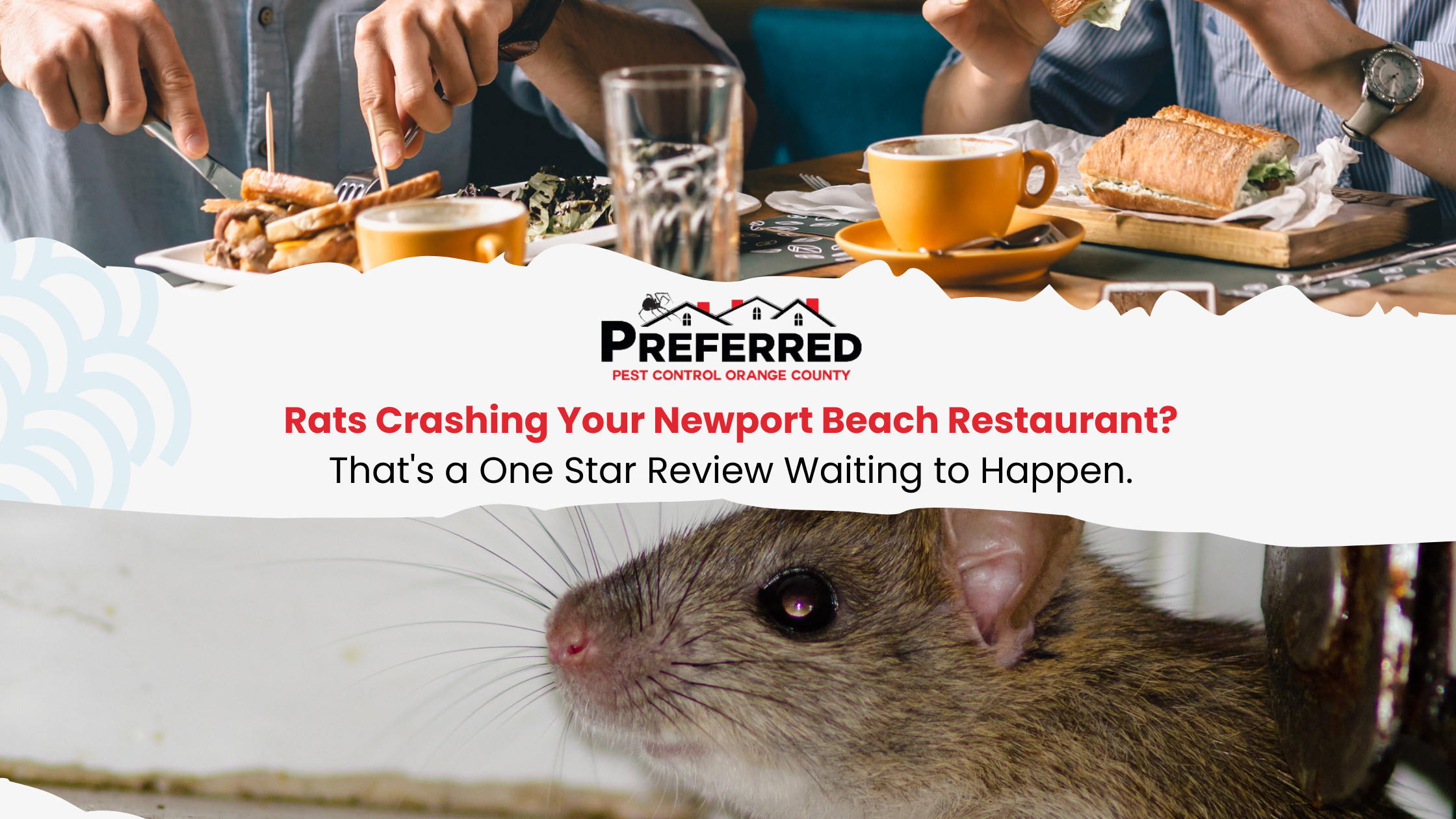 Rat peeking near restaurant table and cups