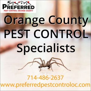 Spider on floor with pest control ad