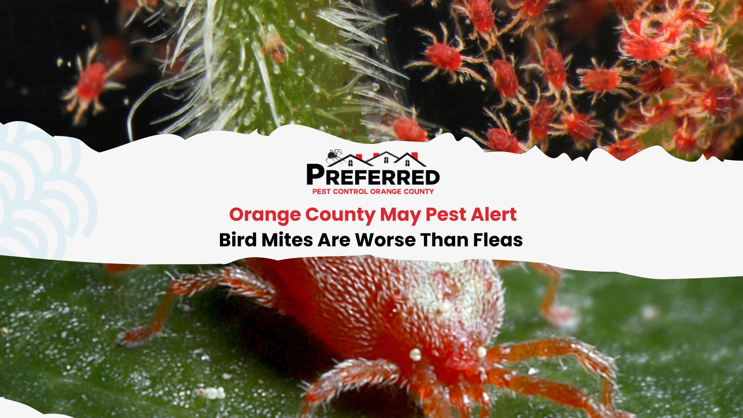 Close-up of red bird mites on leaf