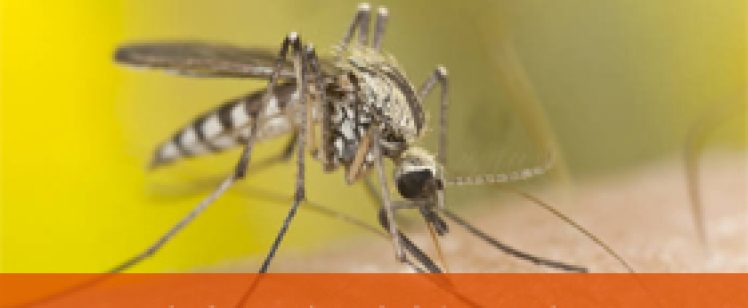 Close-up of mosquito on human skin