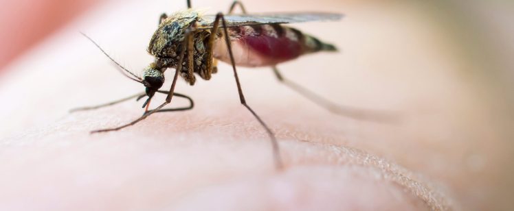 HOW TO KEEP MOSQUITOES FROM BITING