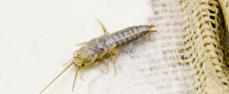 How To Get Rid Of A Silverfish Infestation