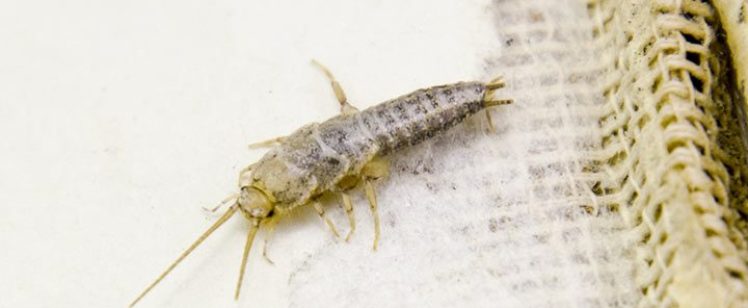 How To Get Rid Of A Silverfish Infestation