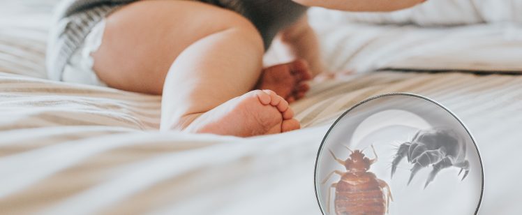 Bed Bugs Versus Dust Mites – When You Need Professional Help in Southern California