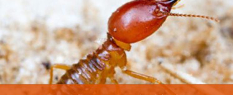 Close-up of termite with treatment banner