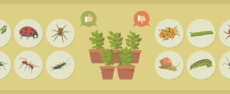 Getting Rid of Garden Pests