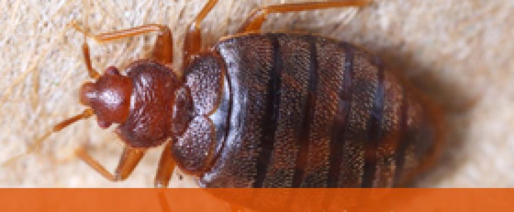 Bed bug close-up on beige surface