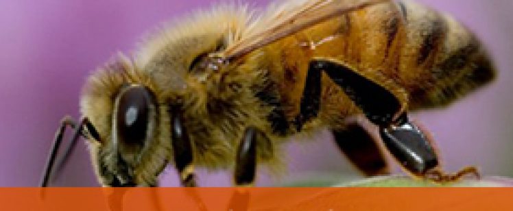 Honeybee on flower with “BEE SERVICE” banner