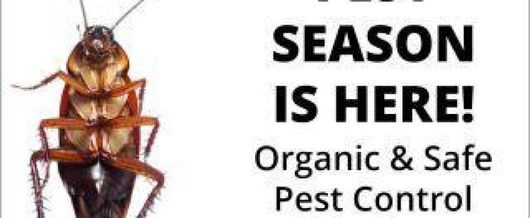 Cockroach on pest control ad