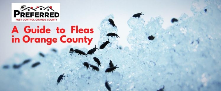 A Guide to Fleas in Orange County