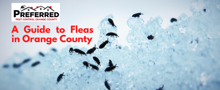 Fleas silhouetted against blue textured background
