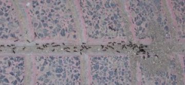 Ant Prevention: Don't Let Ants Take Over Your Home