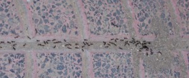 Ant Prevention: Don’t Let Ants Take Over Your Home