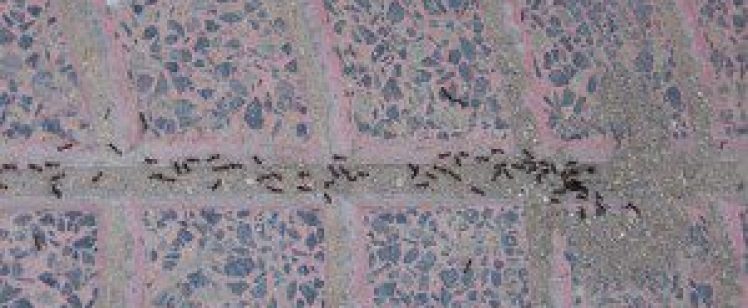 Ant Prevention: Don’t Let Ants Take Over Your Home