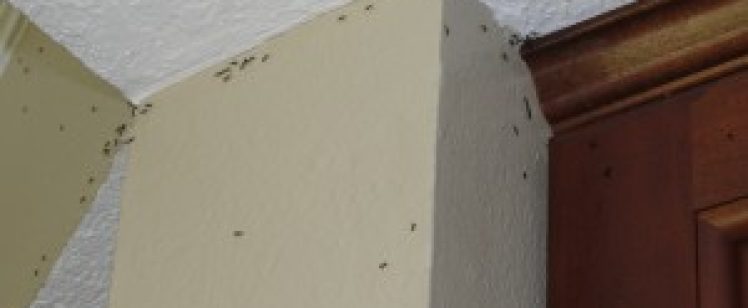 Mid Summer Ant Problems in Orange County
