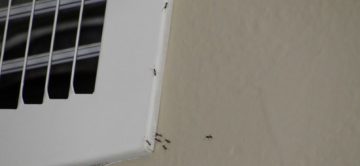 Ants in the Summer! Oh, what a bummer Orange County...