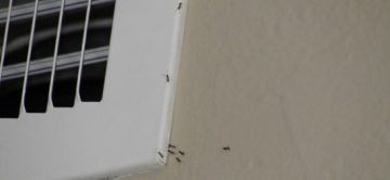 Ants in the Summer! Oh, what a bummer Orange County...