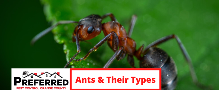 PEST CATEGORY: ANTS