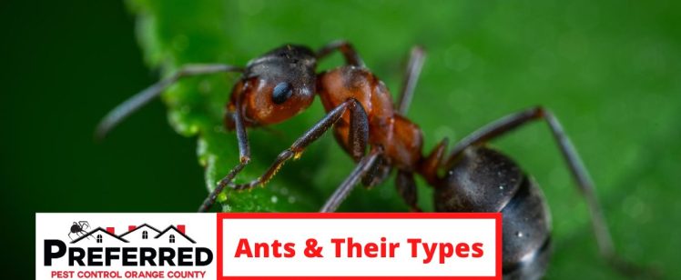 PEST CATEGORY: ANTS