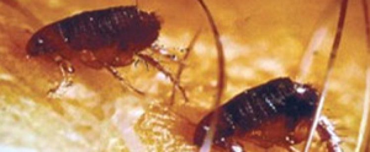Are fleas in Orange County California? You bet!